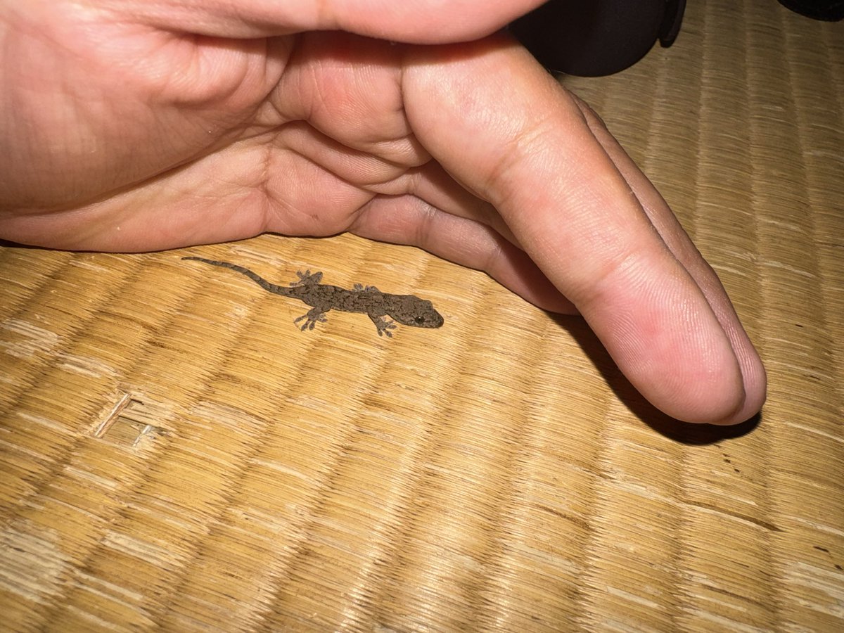 ttzero13rc39's tweet photo. そういば家の中にヤモリが現れたんで逃がしてあげた
最近よく出てくるんよな https://t.co/Sk7BYkeKSd