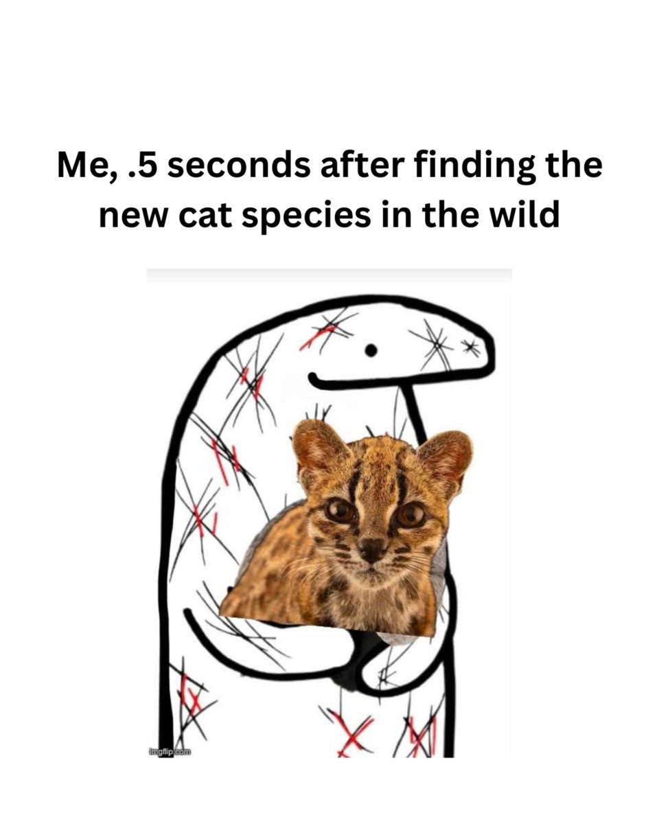 catshealworldd's tweet photo. Me, .5 seconds after finding the new cat species in the wild https://t.co/ZGX5y2AWwx