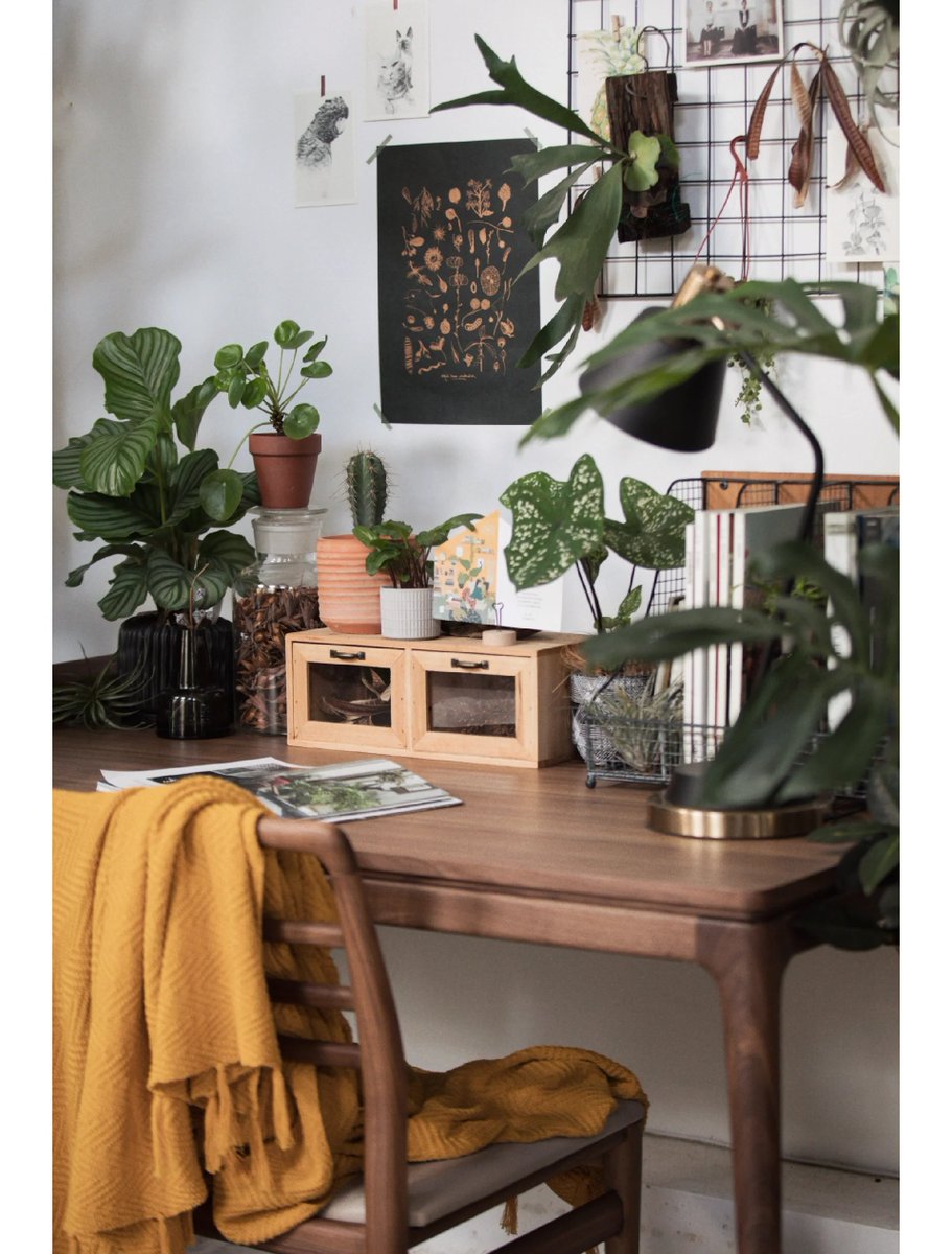 trutn542006's tweet photo. Transforming my desk into a cozy productivity zone—small plants, good lighting, and zero clutter = happy workdays https://t.co/ZQKDr68Q6O
