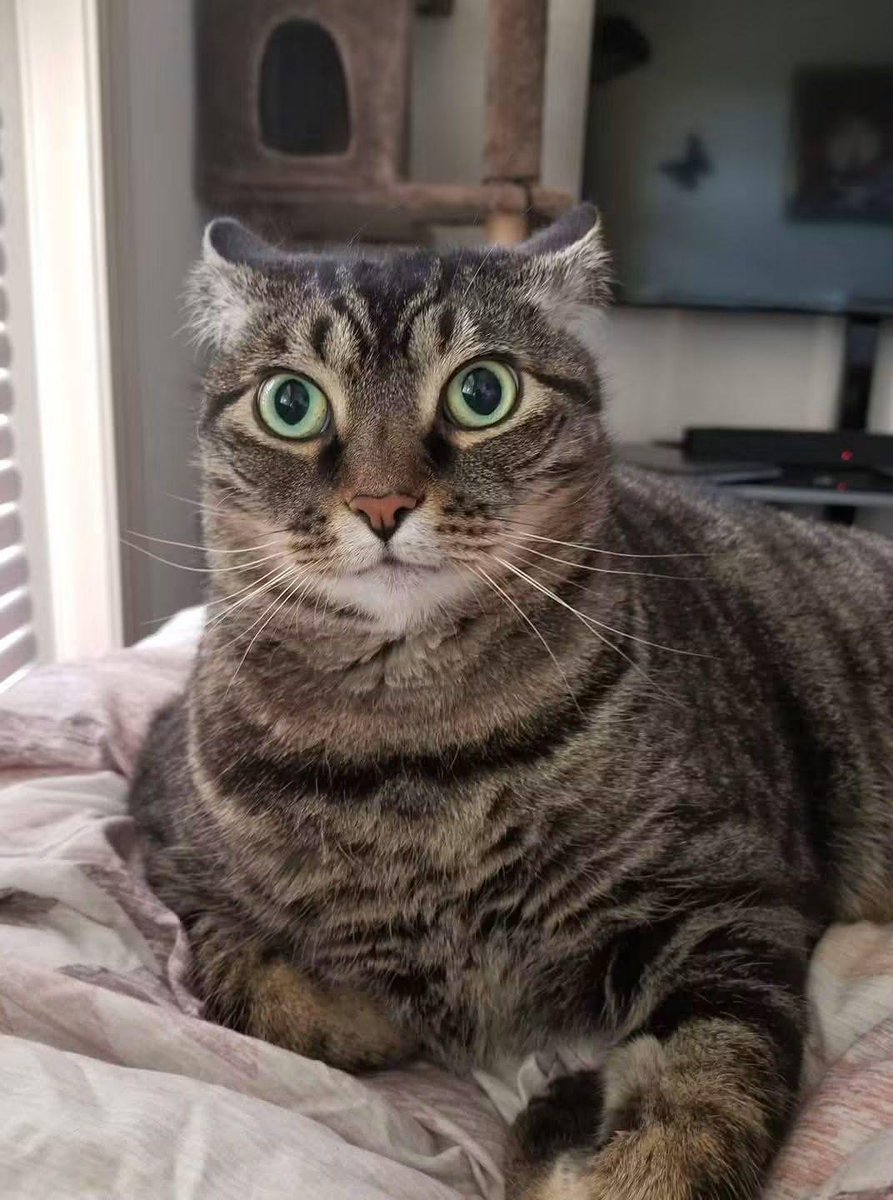 TrifleToken86's tweet photo. Ok bro here's the cat https://t.co/eDDmtIKXm8