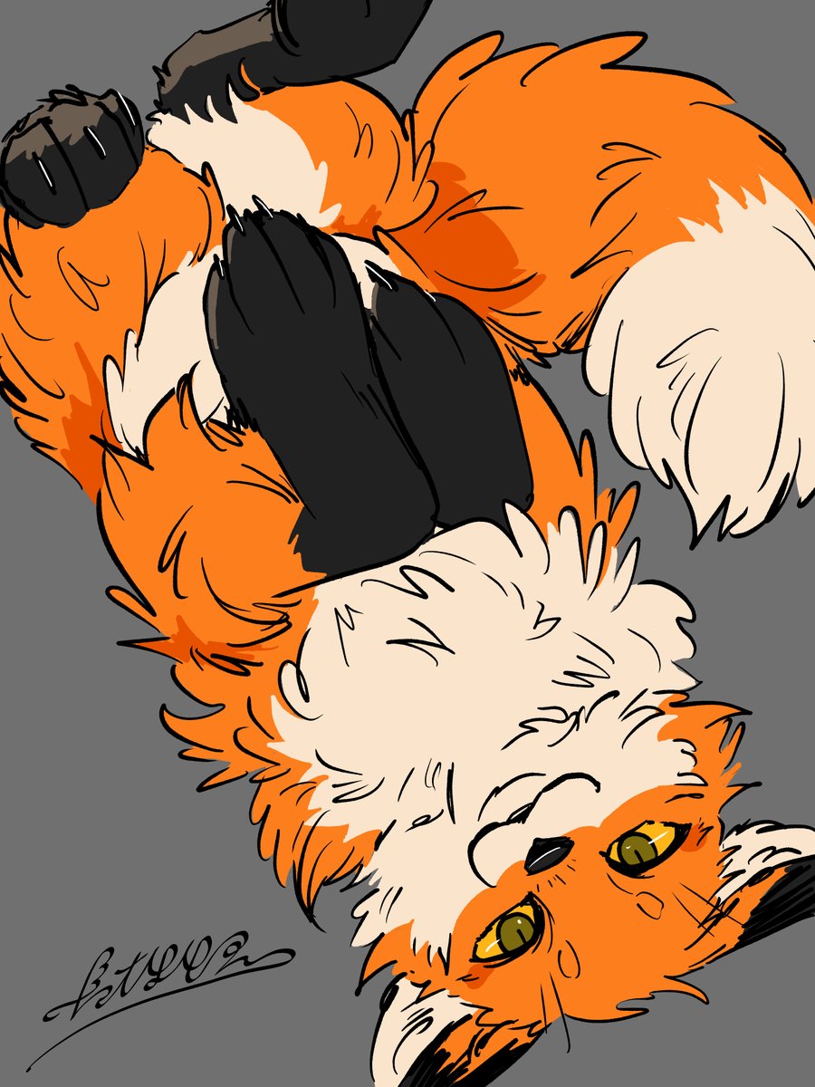 dawnmisty_cat's tweet photo. 「仰向けキツネ」獣姿🦊 https://t.co/s0DqL8Nfpj