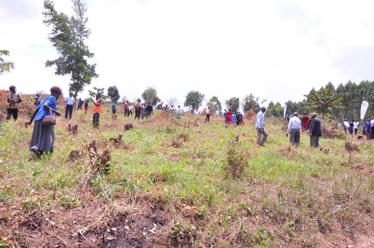 CentenaryBank's tweet photo. Our green footprint is expanding!
Through the #CenteGreenProgramme, we are officially restoring 20 acres of land in Mityana with 8,000 newly planted trees. This marks a massive milestone toward our nationwide environmental goal of planting 100,000 trees across the country.
We are deeply grateful to our partners at the Good Forests Foundation for driving this sustainability initiative forward. A special thanks to Msgr. Micheal Mukasa (Vicar General) and Fr. Denis Kyemwa, who represented the Kiyinda Mityana Diocese at last week's official launch alongside our very own Mityana Branch Manager, Mr. Ian Ddumba. Together, we are rooting for a greener future!