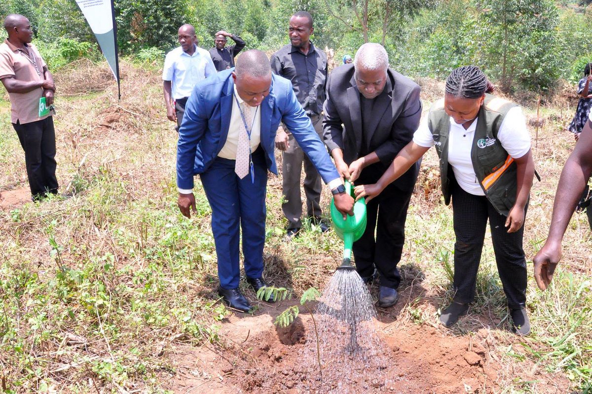 CentenaryBank's tweet photo. Our green footprint is expanding!
Through the #CenteGreenProgramme, we are officially restoring 20 acres of land in Mityana with 8,000 newly planted trees. This marks a massive milestone toward our nationwide environmental goal of planting 100,000 trees across the country.
We are deeply grateful to our partners at the Good Forests Foundation for driving this sustainability initiative forward. A special thanks to Msgr. Micheal Mukasa (Vicar General) and Fr. Denis Kyemwa, who represented the Kiyinda Mityana Diocese at last week's official launch alongside our very own Mityana Branch Manager, Mr. Ian Ddumba. Together, we are rooting for a greener future!