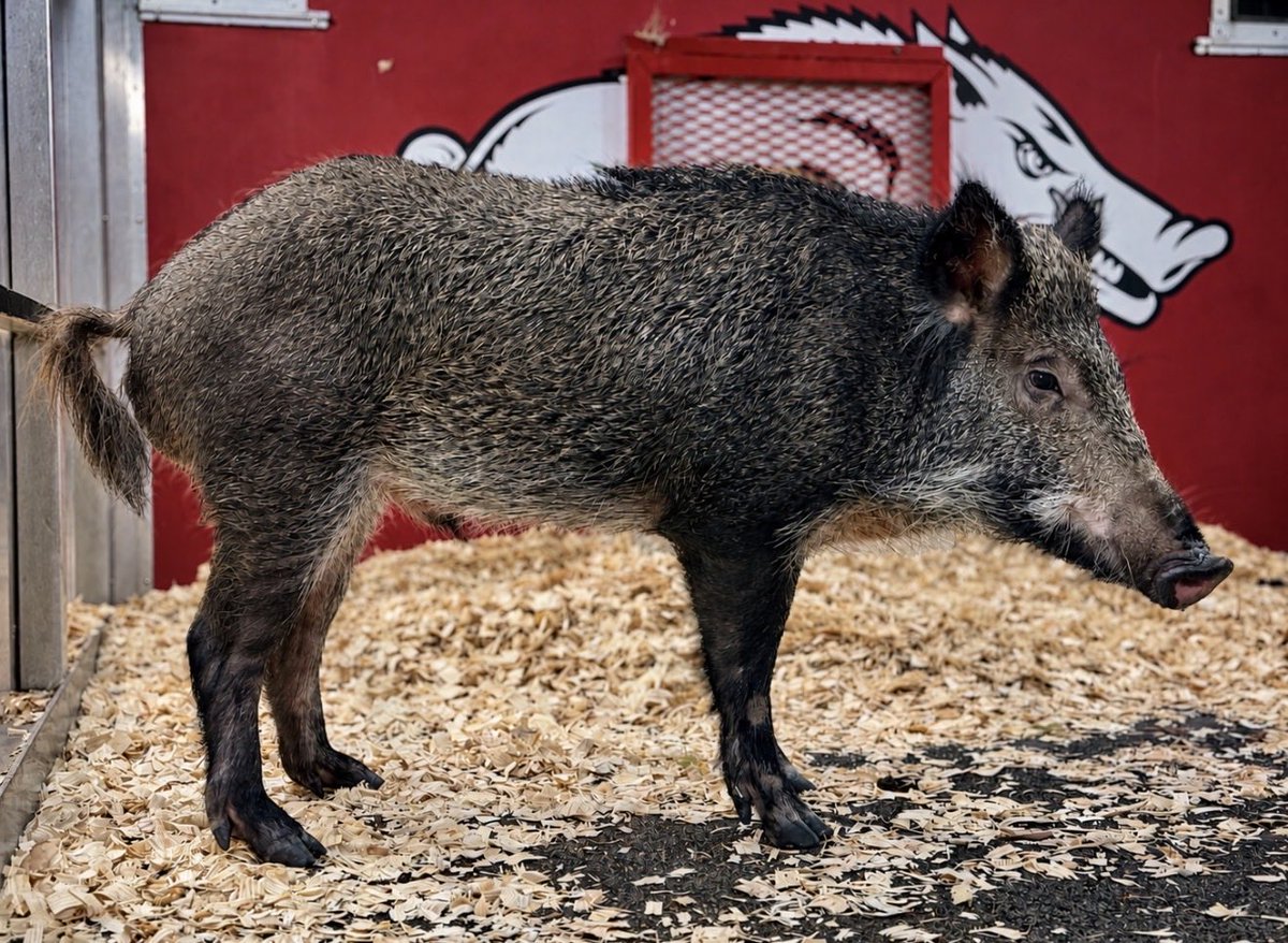 Tusk_UA's tweet photo. They tell me it’s my first game day….  I was born ready!! 😎🐗 https://t.co/GfzHeqWRAH