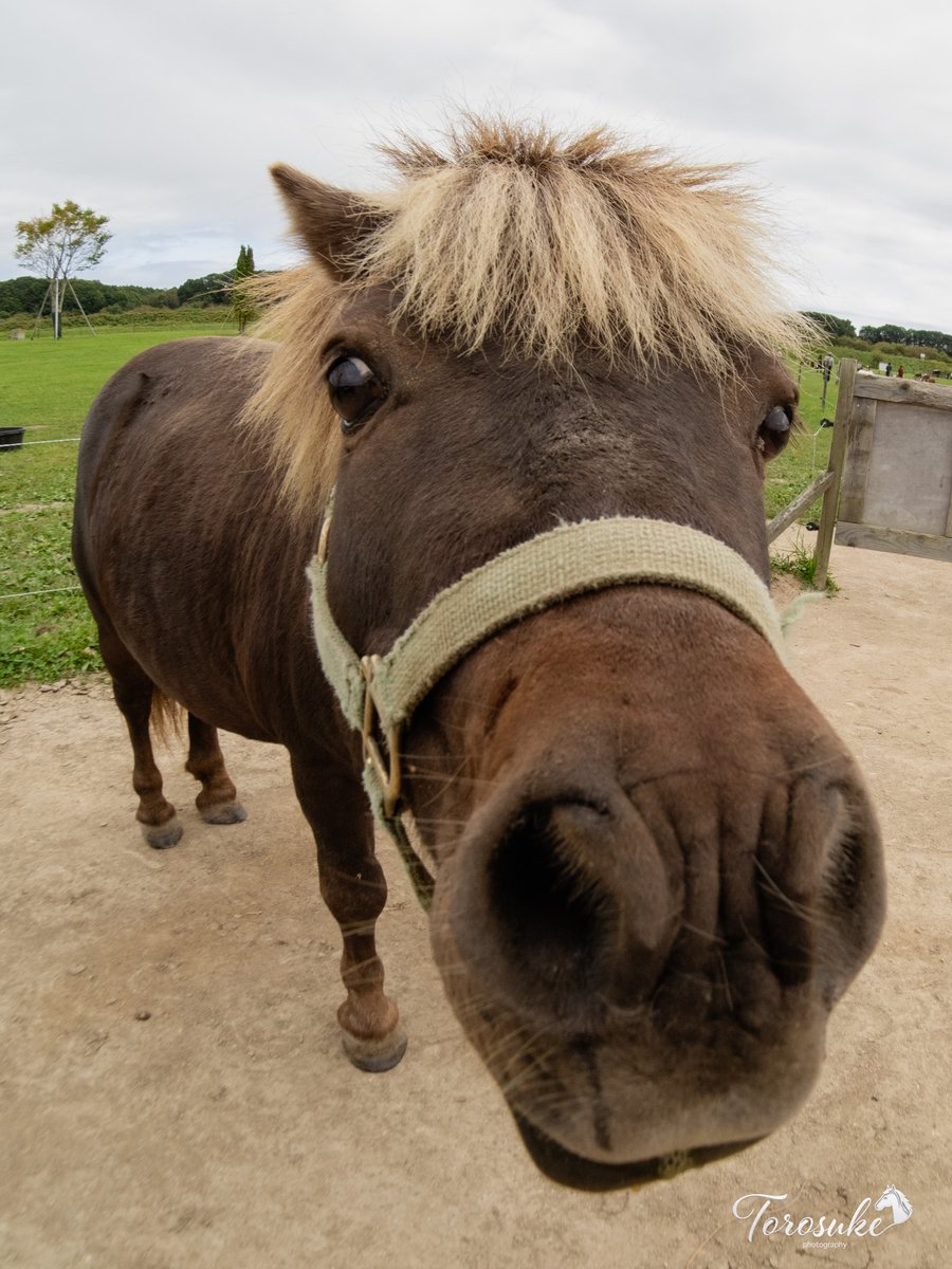 torosuke_uma's tweet photo. 昨日のスミレちゃんに続き、十兵衛どんの超ドアップ🐴
「わしも大きく撮ってー！」とカメラに急接近した結果、見事な「鼻デカ」状態に😂
＃おひさま牧場
＃ミニチュアホース　＃ポニー https://t.co/Lc9FlTieaN