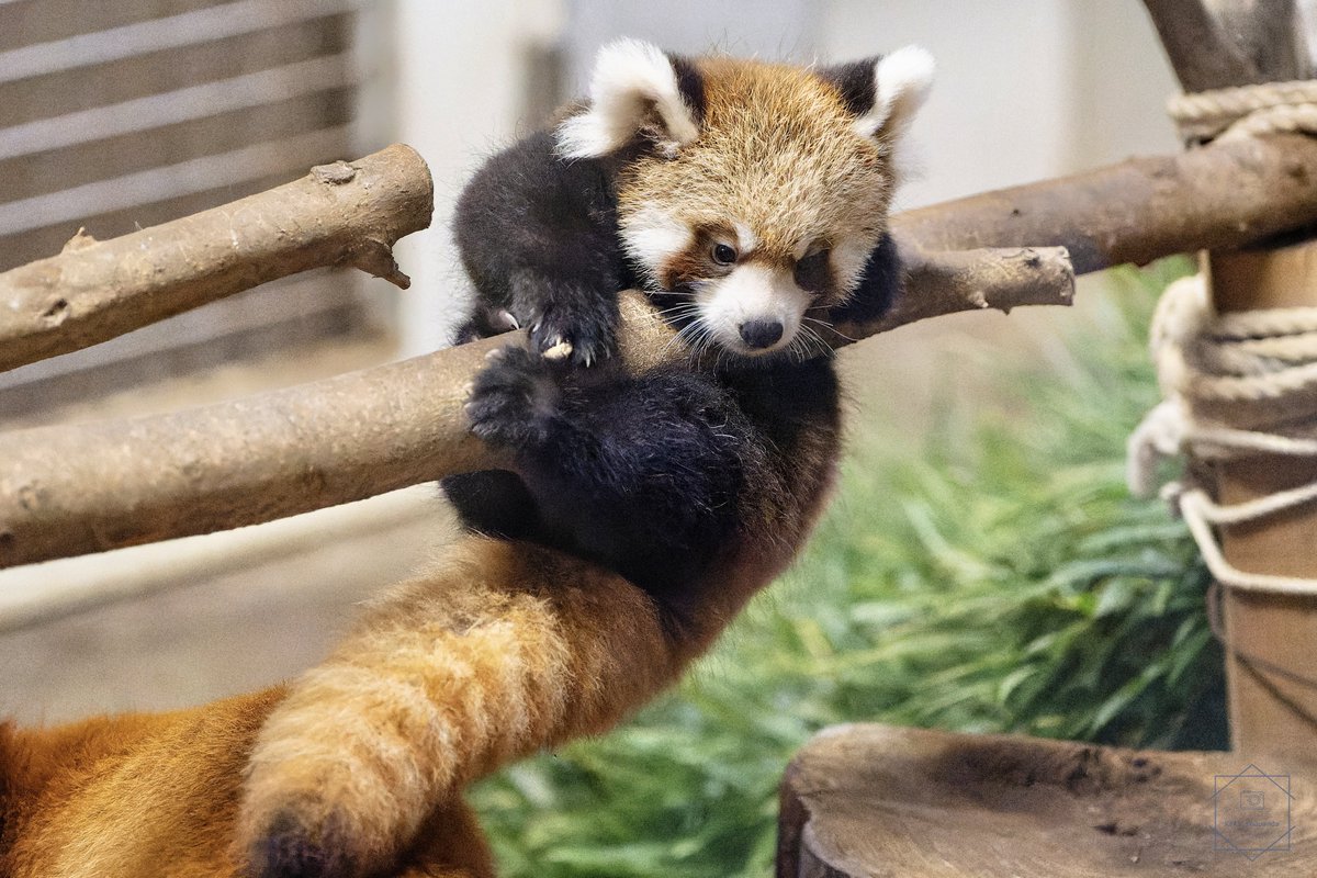 kaki_RedPanda's tweet photo. ご案内の通り羽村市動物公園のレッサーパンダの赤ちゃんは「きのこ」と命名されました。

ヤンチャだった兄「たけのこ」とはまた違い、沢山寝るのんびり屋さんだそうですが起きている時は子供らしい元気いっぱいな姿を見せてくれました。
たくさん寝てたくさん遊んで、元気に大きくなりますように！ https://t.co/U0wamSNl9B