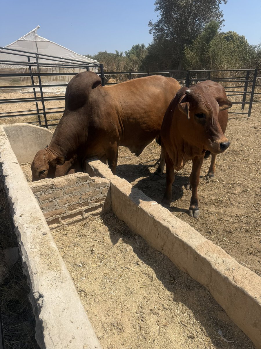 hwendec's tweet photo. My two Sows just delivered a total of 29 piglets an hour ago. Pig farming is a money spinner last month I sold 40 porkers that had an average slaughtered weight of 90kg and got about $280 for each I got about $10k which I used to buy 19 mombes from CC Sales Auctions for an average price of $550. I am now feeding them for the next 90 days and targeting to get about $1100 per beast