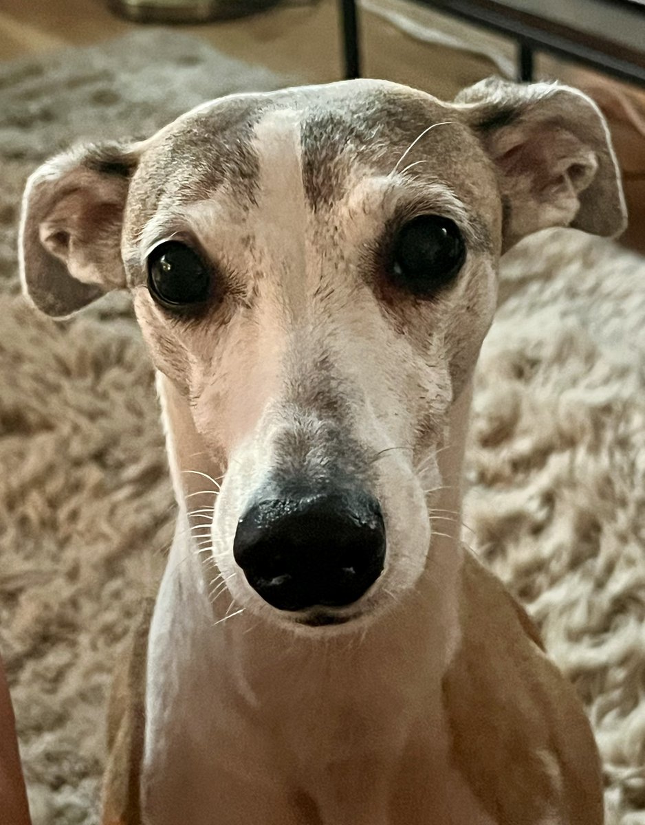 CoraTheWhippet's tweet photo. Surely, you have a spare piece of pizza for a starving dog?!?π¬
#IJustAte https://t.co/ZDrfTrkjdH