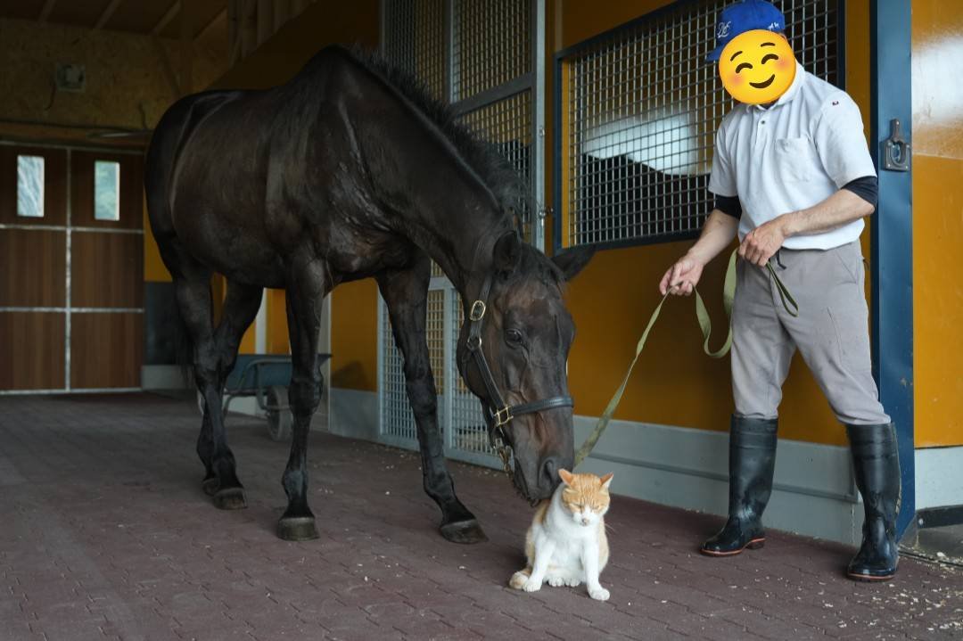 ouma_channel's tweet photo. ネコパンチの進路に堂々居座るメト

進めないならこれ幸いにとメト吸いするパンチ

居座る割に（なにするんだよ〜）みたいな表情のメト https://t.co/iOKosF7PCD