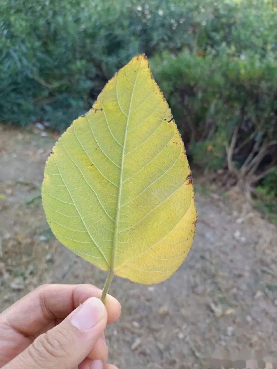 silkz732656's tweet photo. Love the crisp autumn breeze and golden leaves today—perfect for a long walk with coffee in hand! https://t.co/IIZmTi0sOO