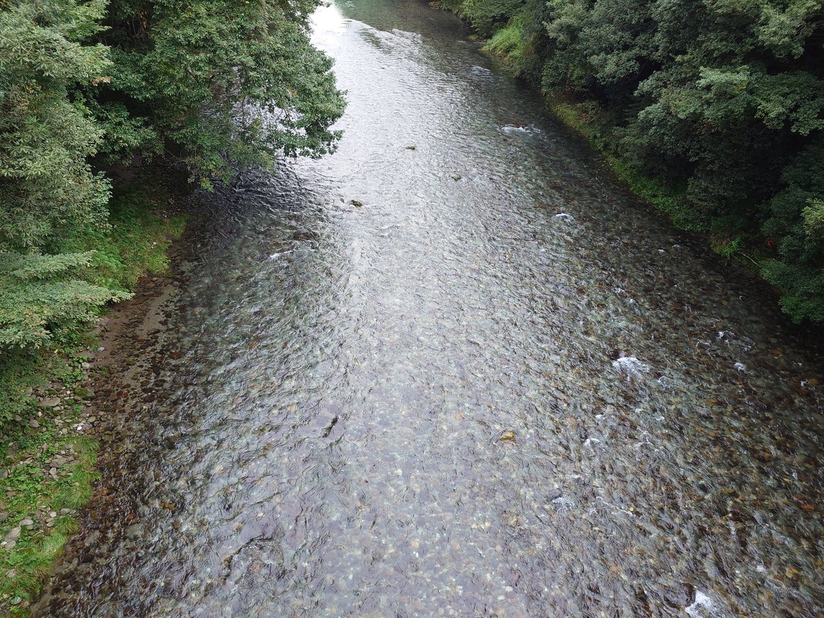 chappu888's tweet photo. 今日もここでした。
釣果13尾！
先週と同じくらいの水押し、
たくさんバラシました。
楽しい、まだ釣ってたい。
日が傾くのが早くなって
終わりが近づいてるのを感じる。
#美山漁協
#武儀川
#鮎釣
#友釣 https://t.co/owVsu5hpI2