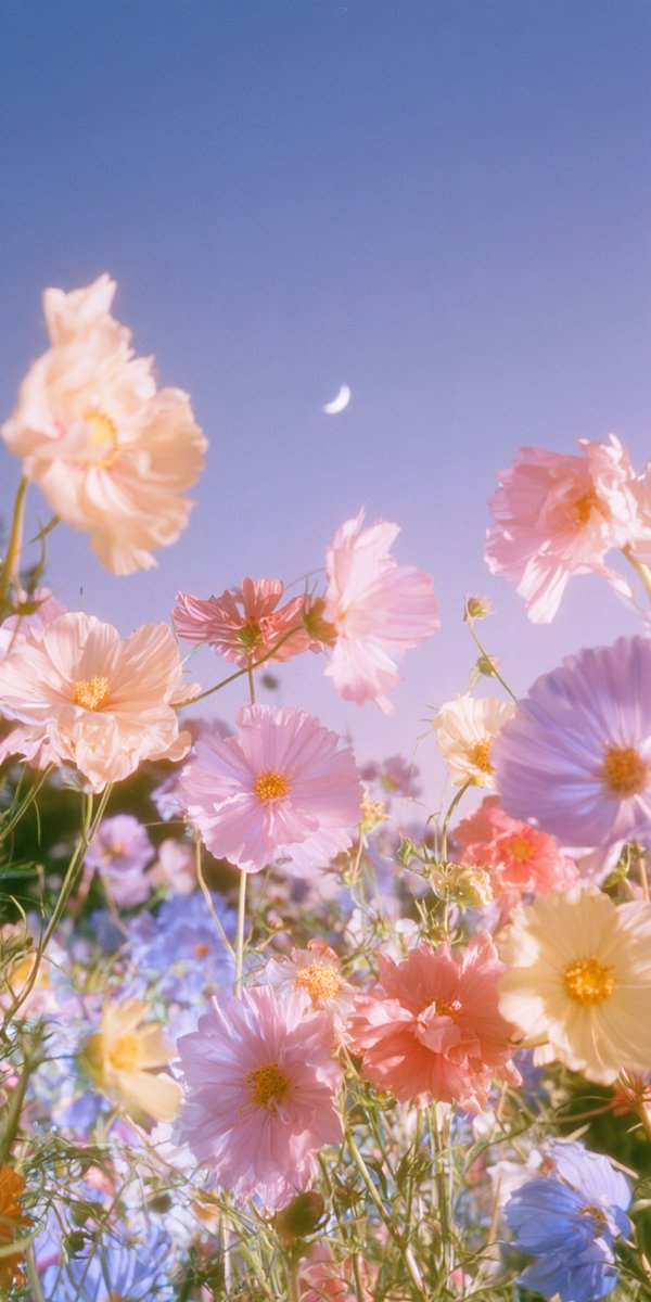 WidgetClub's tweet photo. お花の壁紙を無料配布🤍˖ ࣪
ホーム画面やロック画面、ストーリー背景にも使ってみてね.ᐟ.ᐟ

𝐖𝐢𝐝𝐠𝐞𝐭𝐂𝐥𝐮𝐛のアプリ📱を使うと、おしゃれで可愛い壁紙がいっぱいダウンロードできます🤍 https://t.co/jhcqxiMAWP
