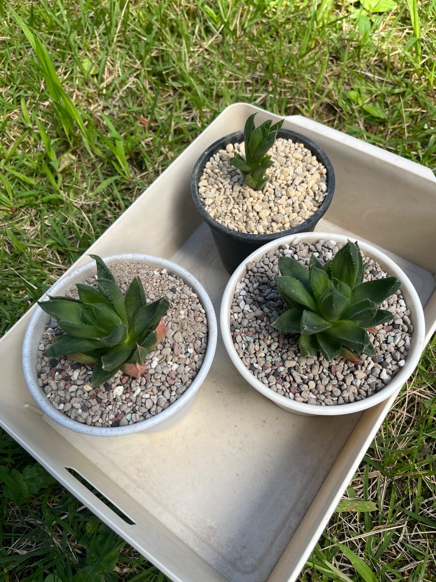 Violetai5's tweet photo. 今日は多肉植物『ハオルチア』の株分をしました

今後も順調に育つ様に

お庭の彼岸花も花の準備に
花は季節を知ってますね

山下達郎Liveチケット
先行、一般販売とも落選❗️
あぁ悲しいかな・・・

今宵の酒の肴は

茄子と厚揚げの肉味噌炒め

#山下達郎 #お家ご飯  #ハオルチア https://t.co/Qzkvh4juOj