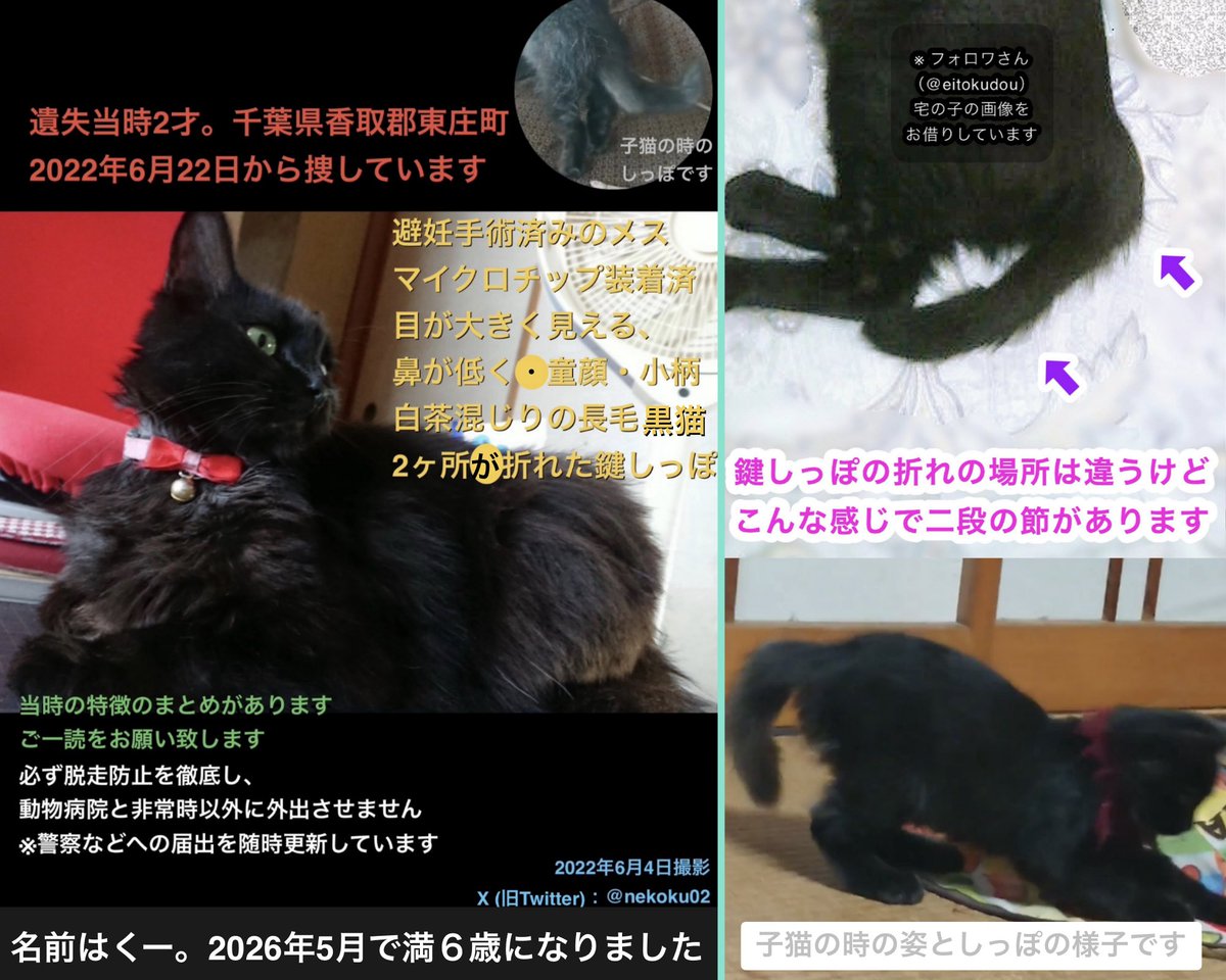 nekoku02's tweet photo. 【千葉県香取郡東庄町 長毛黒猫くー♀を探してます】 💬欄に詳細：2ヶ所が折れ曲がった鍵しっぽ。鼻が低く、 目が大きく、幼めに見える顔。骨格の事は現在も大きく変わりません

⭕️光の加減で黄↔︎緑に見える目
⭕️成猫のメスらしい大きさ

#東庄町 石出 '22年6/22 迷子 下総橘駅 香取市 旭 銚子 神栖 https://t.co/c6zdmyTAjU