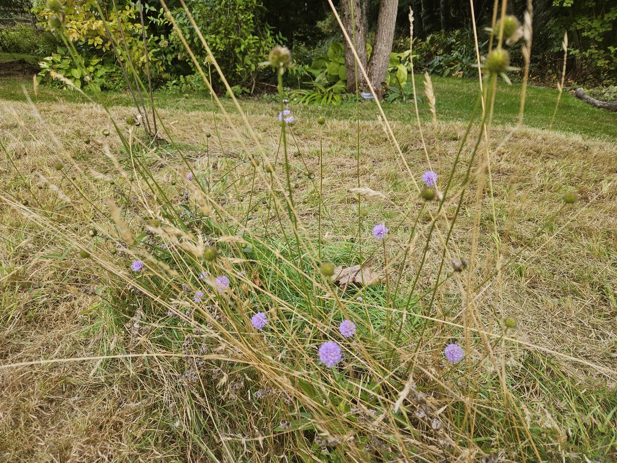 Littleashgarden's tweet photo. I've mown the mini #meadows but left the areas with Devil's Bit Scabious, Succisa pratensis... https://t.co/GstMiDU8br
