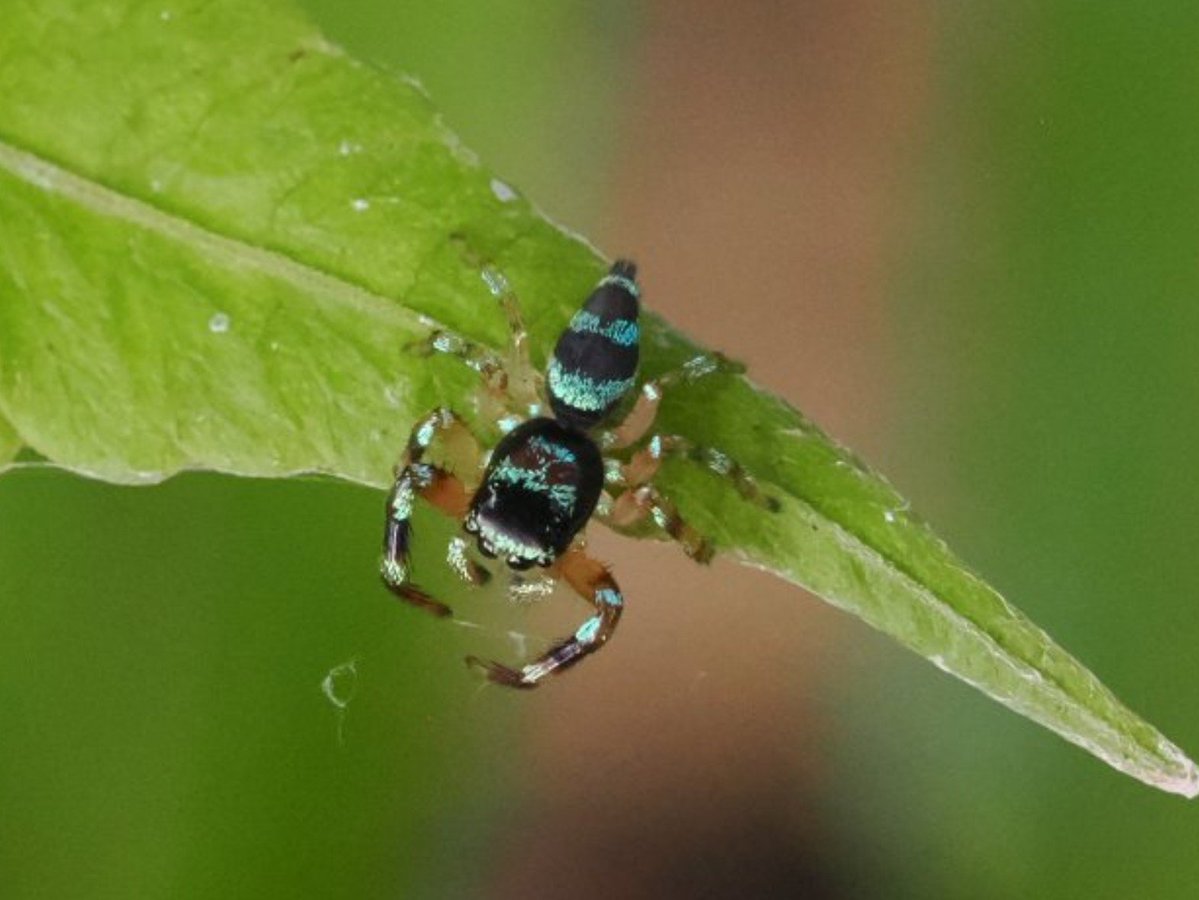 FritillaryLilly's tweet photo. #spiders #Indonesia #arachnids #ento #Entomology #arachnology #invertebrates #TwitterNatureCommunity #wildlifephotography #wildlife https://t.co/Od3hKLQc5k