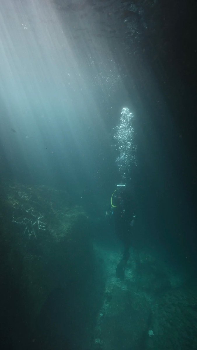 KamuRisky's tweet photo. Thinking about those diving photos wondering if I should go again today 🤔 https://t.co/P4AfF1g0PN