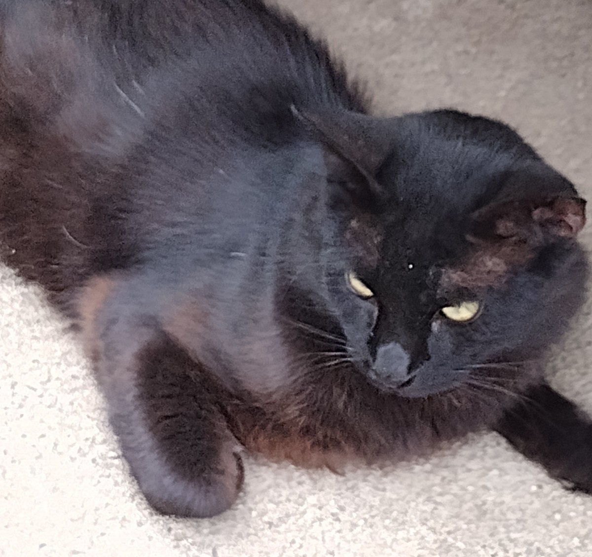 jordana_greene's tweet photo. Happy Caturday, everyone!!!
#caturday #cats #gatas #neko #chats https://t.co/7t1faBPdMO