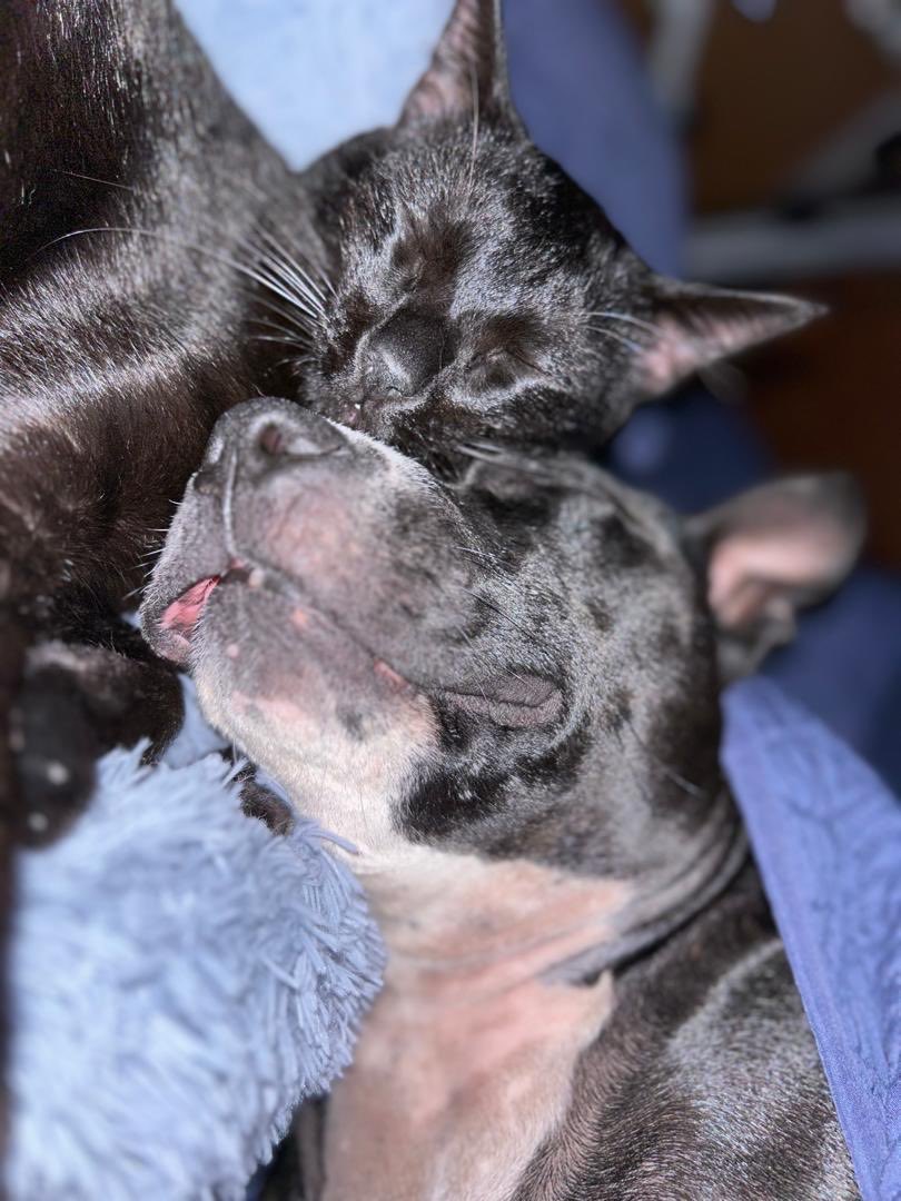 albacoduttivet's tweet photo. como perros y gatos, así se llevan… 
#tora #jack https://t.co/O0nXANTWv0