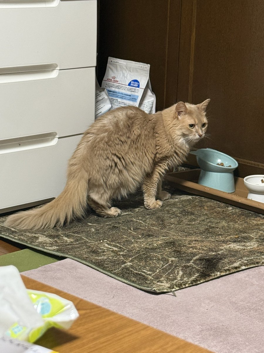 mana__07's tweet photo. 私にビクつきながら食べてる
かわいい
シャーって言われなくなった https://t.co/w8J3Bjq08Y