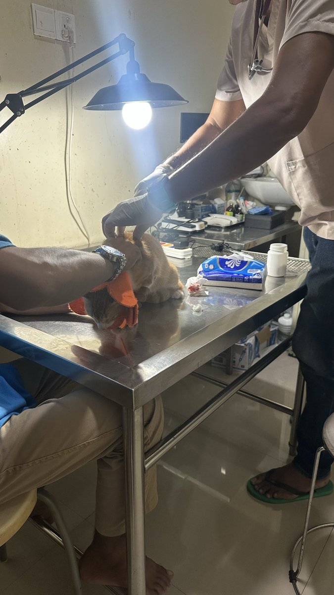 murkleegf's tweet photo. Baru sehari lepas colar karena udah seminggu pasca operasi dan jahitan udah kering, Kecolongan lompat pager dan gelut sama kucing lain alhasil bijinya berdarah. malam2 harus telfonin satu2 dokter yg avaible di jam segini untung ada. 
kucing ni kenapa kelakuanya bikin panik 😫 https://t.co/NMPcv0vI8W