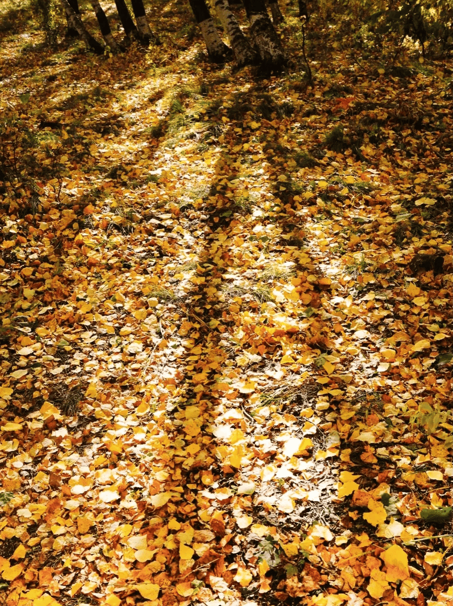 ladye384884's tweet photo. Sunny autumn morning breeze, coffee in hand, and leaves turning gold—perfect little weekend vibe https://t.co/ItG7sCXb6N