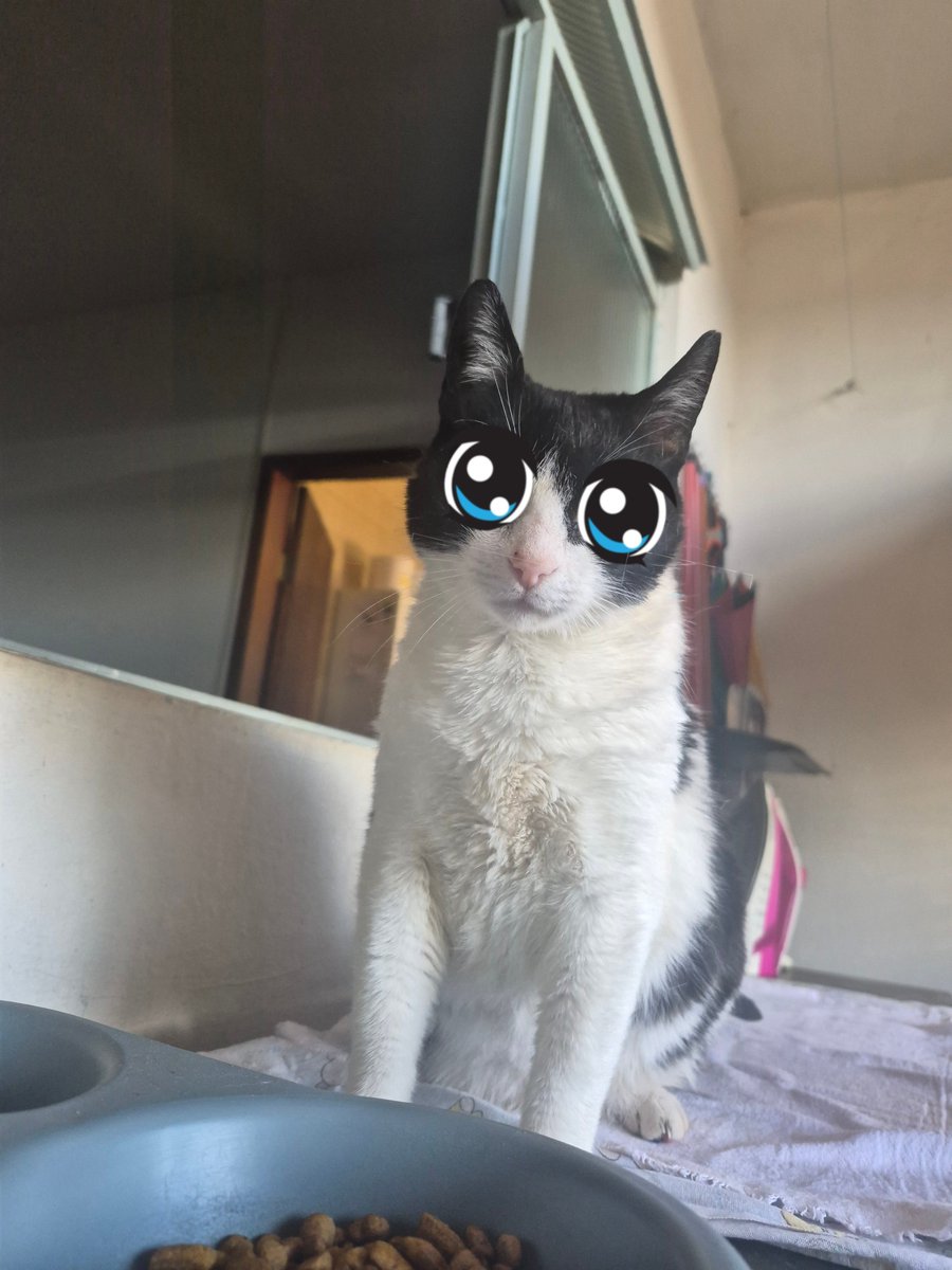 makecatsbetter tweet picture