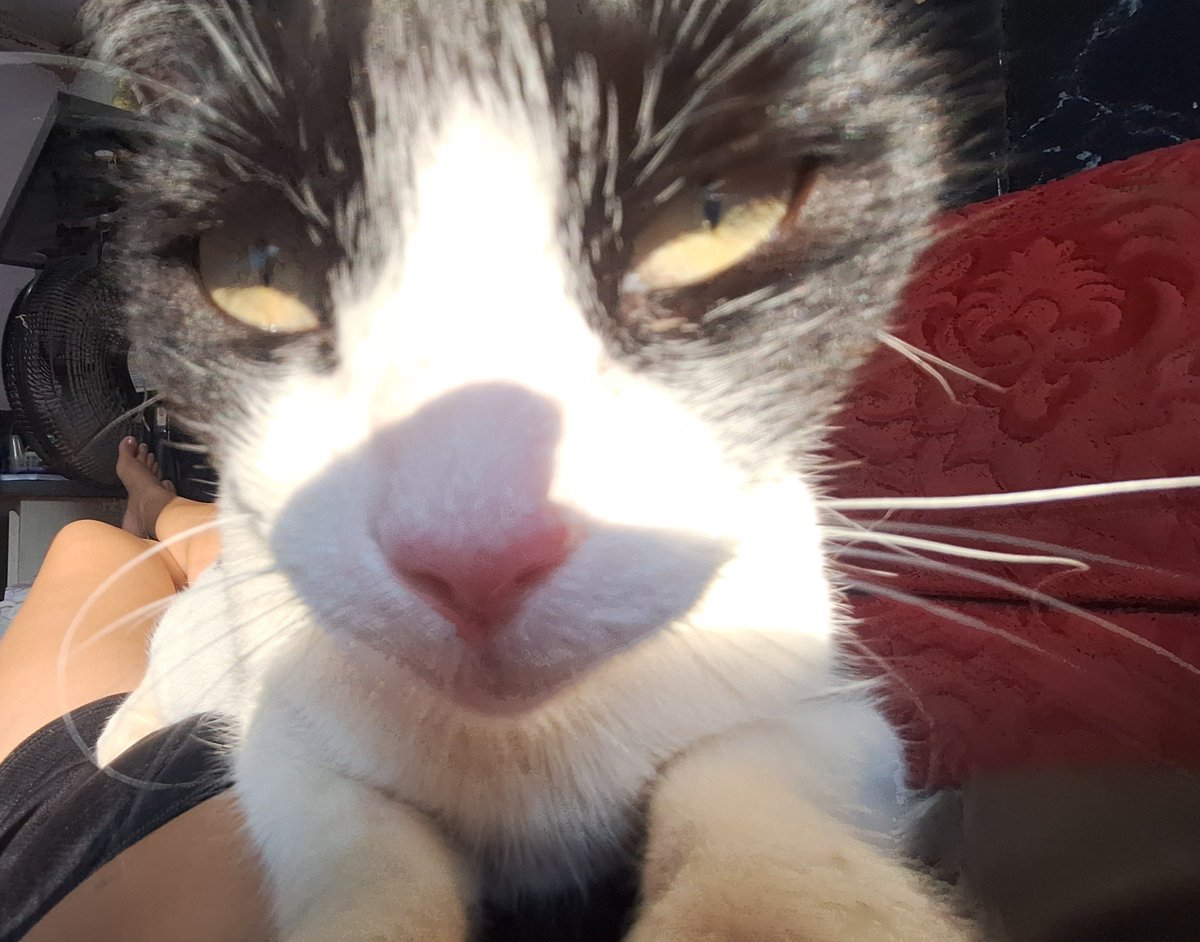 ceciliamercesm's tweet photo. sonhei com Mili essa noite e resolvi acender uma vela pra ela, oro pra que ela esteja num lugar melhor, sem mais sofrimento, saudades fofinha, que você esteja no céu dos gatinhos https://t.co/YJPJ4mOv2D