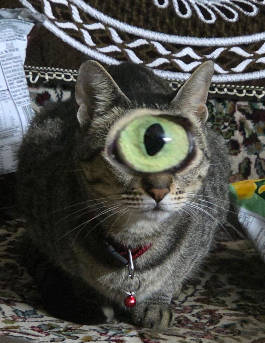 makecatsbetter tweet picture