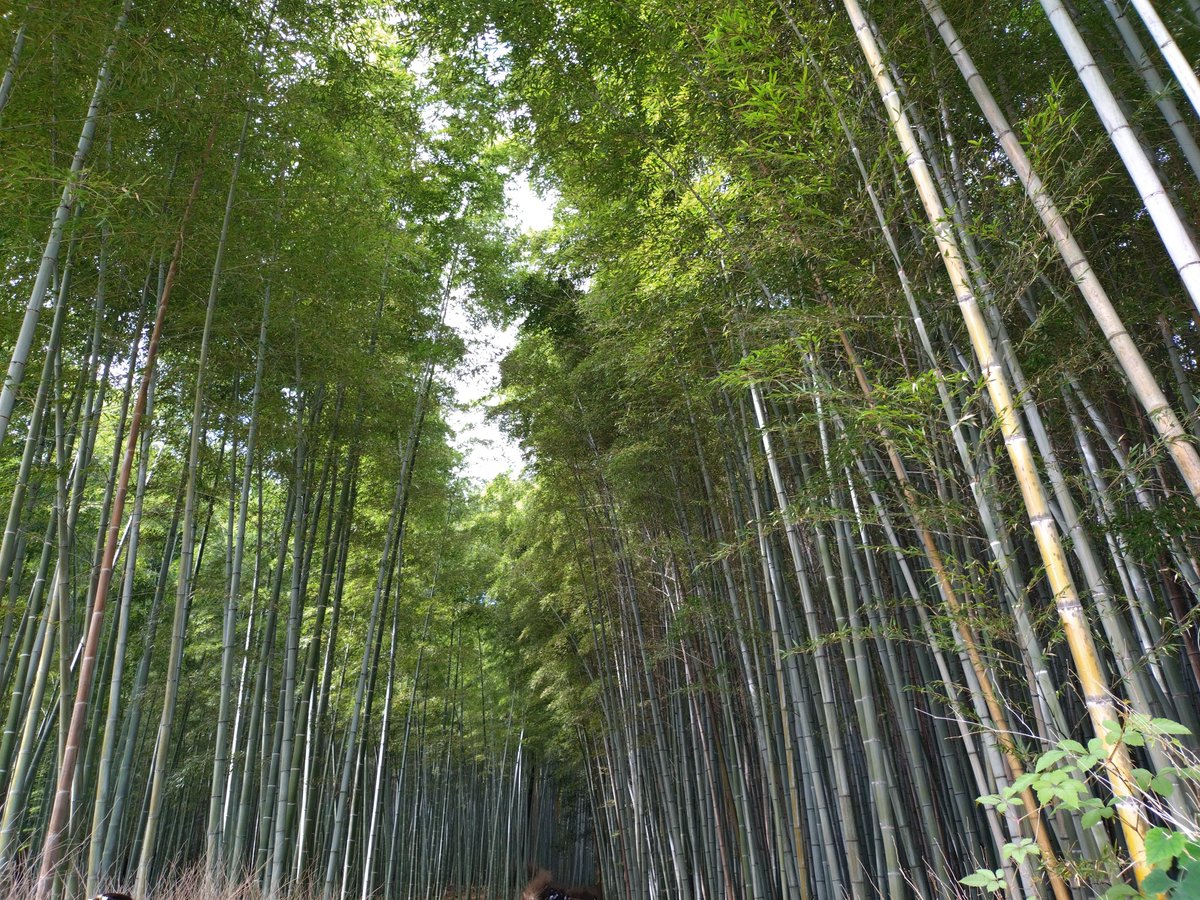 723_0u0's tweet photo. 京都3泊4日旅行から帰宅ー!!
めちゃくちゃ疲れたけど、楽しかった😊 https://t.co/QrkM5KoMUs