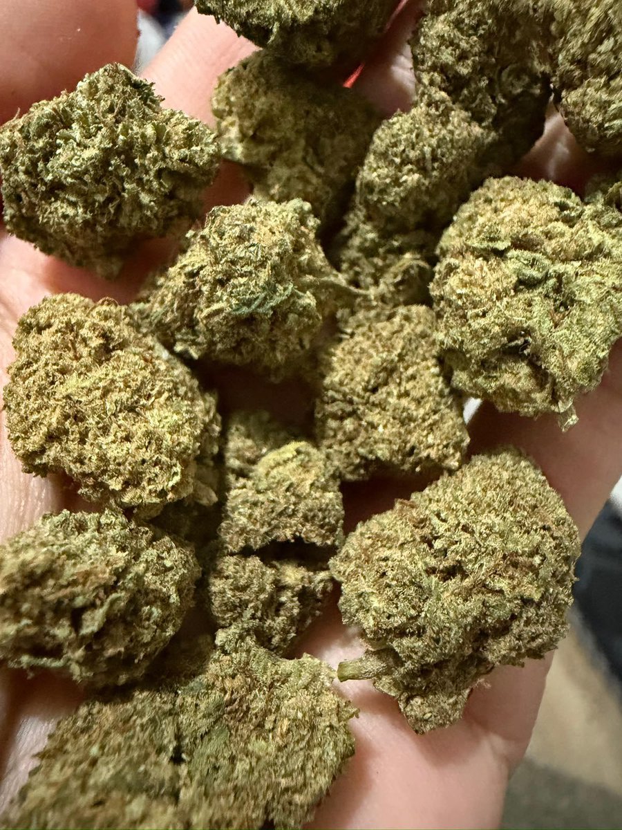 MACONHASDORIOO's tweet photo. 🌸 FLOR BRABA 🌸 

CERRA CORAL GUARARAPES 

PESANDO NA HORA 

R$ 10,00 a grama 

FÁCIL ACESSO 
ONIBUS TERMINAL DO COSME VELHO - UBER - TÁXI - MOTO TAXI

LADEIRA DOS GUARARAPES 115 https://t.co/vQrLl0DApC