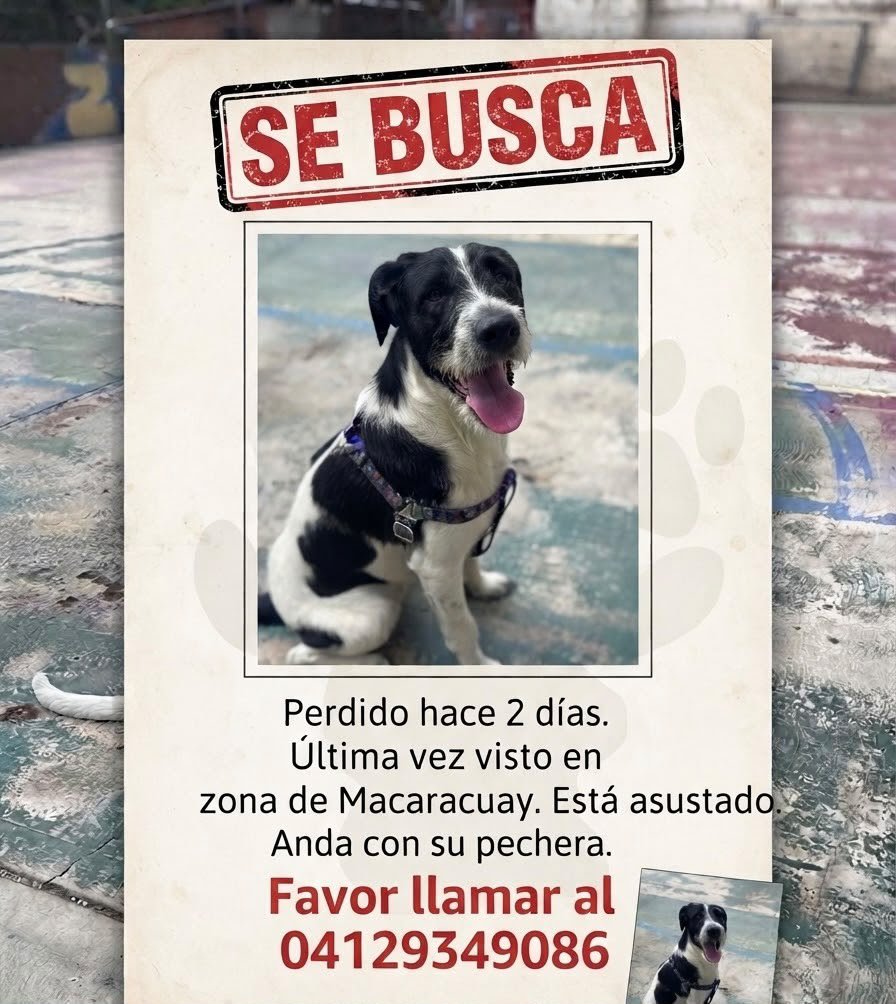 InterViut79965's tweet photo. La familia lo está buscando es Urgente ayuden a difundir por favor @PerroUsuario https://t.co/WkKIL9gOSw