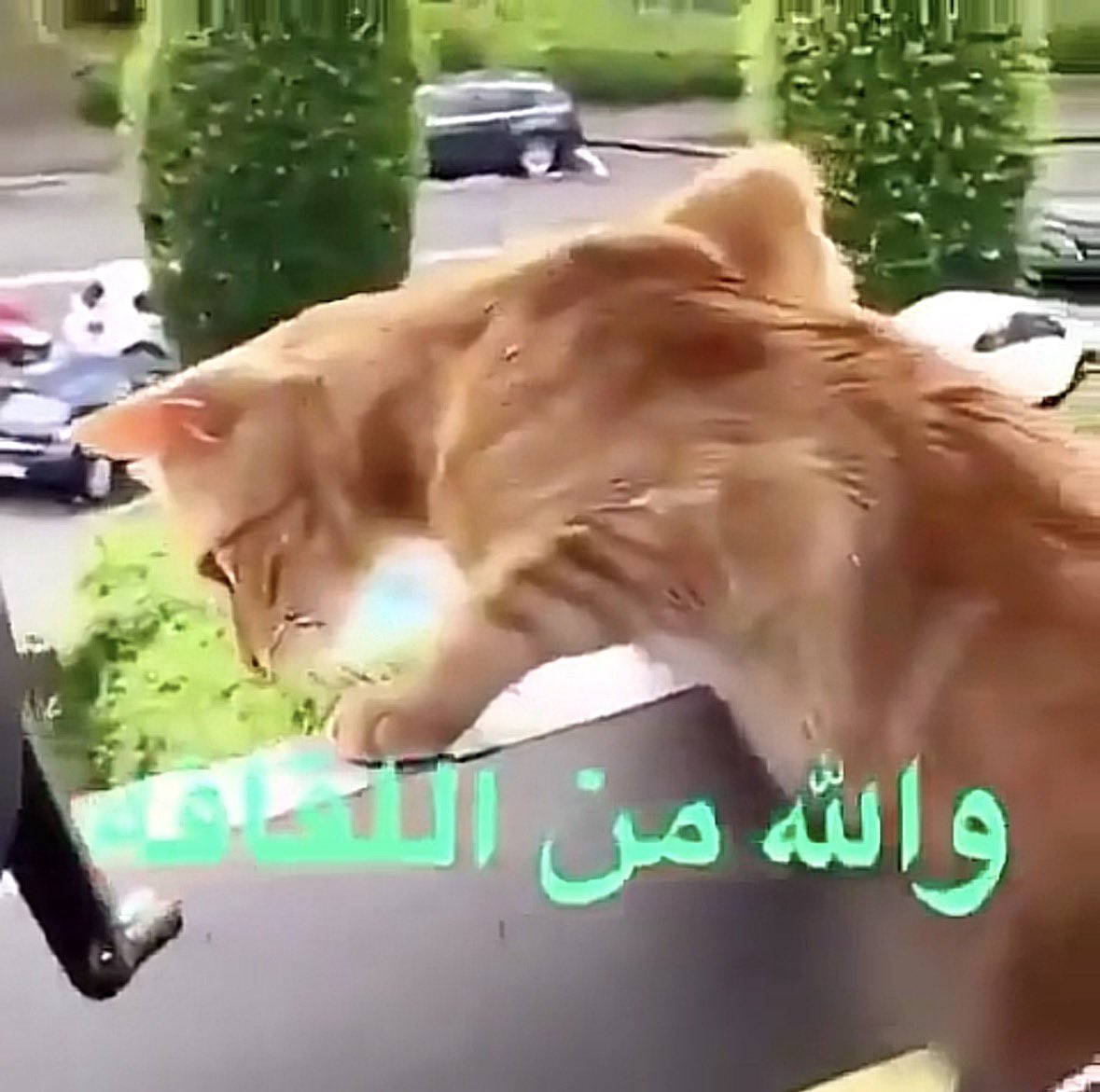 licxill's tweet photo. @ilwufev انتي😭 https://t.co/mYPVlHvpJS