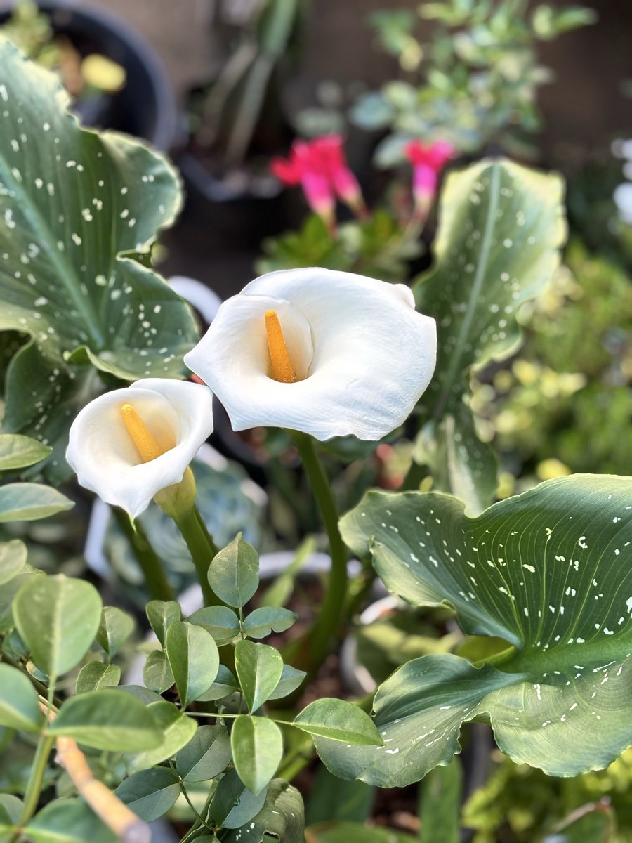 effycammile's tweet photo. I want to sever every moment of my blooms before the rains start…because, well, less sunshine means fewer blooms. 🌸🌧️ https://t.co/8kXvYIwxkD
