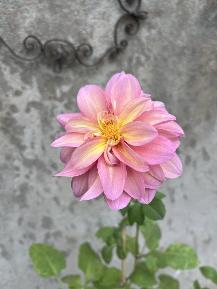 effycammile's tweet photo. I want to sever every moment of my blooms before the rains start…because, well, less sunshine means fewer blooms. 🌸🌧️ https://t.co/8kXvYIwxkD