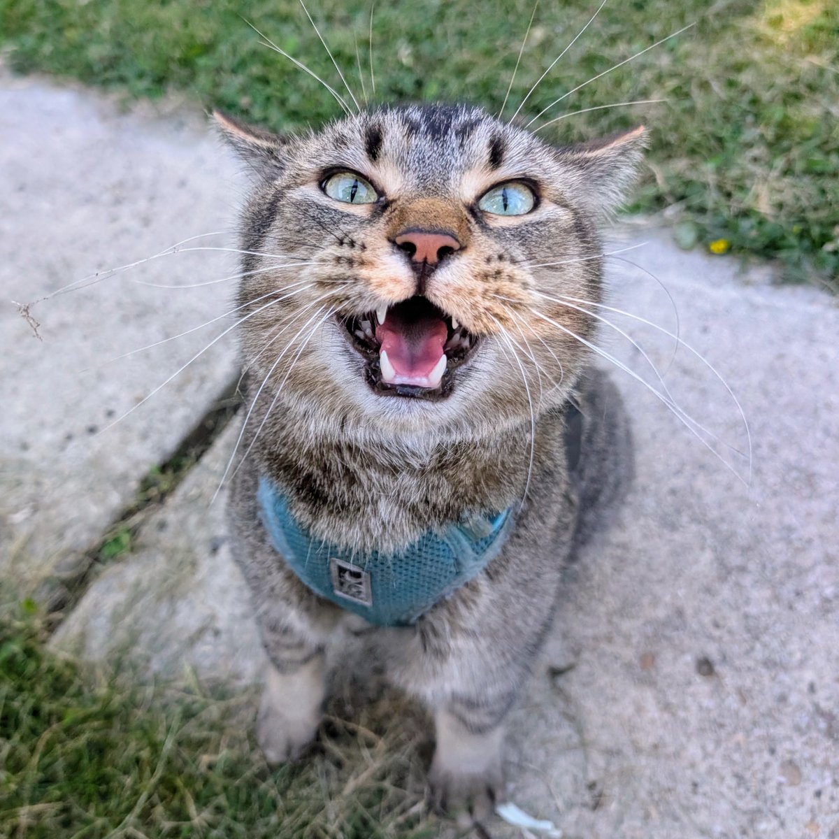 Figgy looks up at the camera with an excited expression. His mouth is open as he chatters about his adventure.