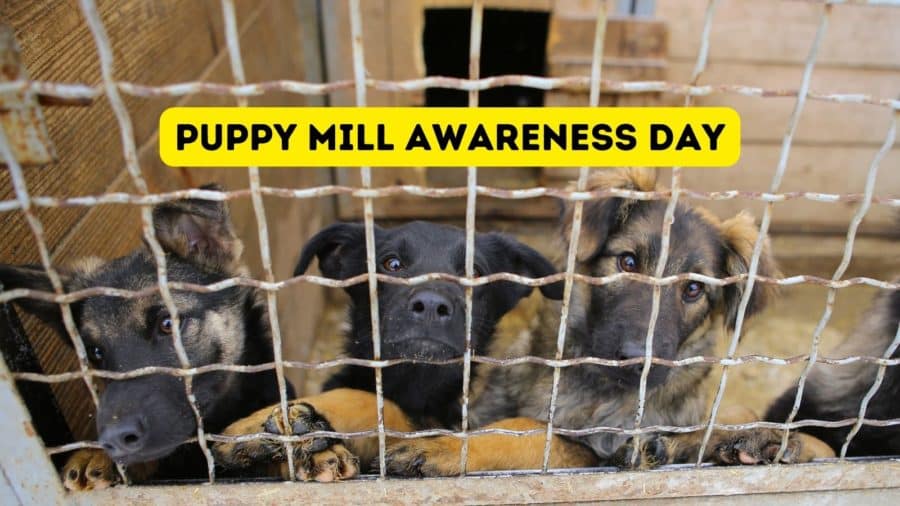 HollywoodDogs's tweet photo. There are an estimated 10,000 puppy mills in the United States. Helping to change this sad statistic, today is Puppy Mill Awareness Day https://t.co/fOfKaX1sUA https://t.co/VPwXcl7Dxd