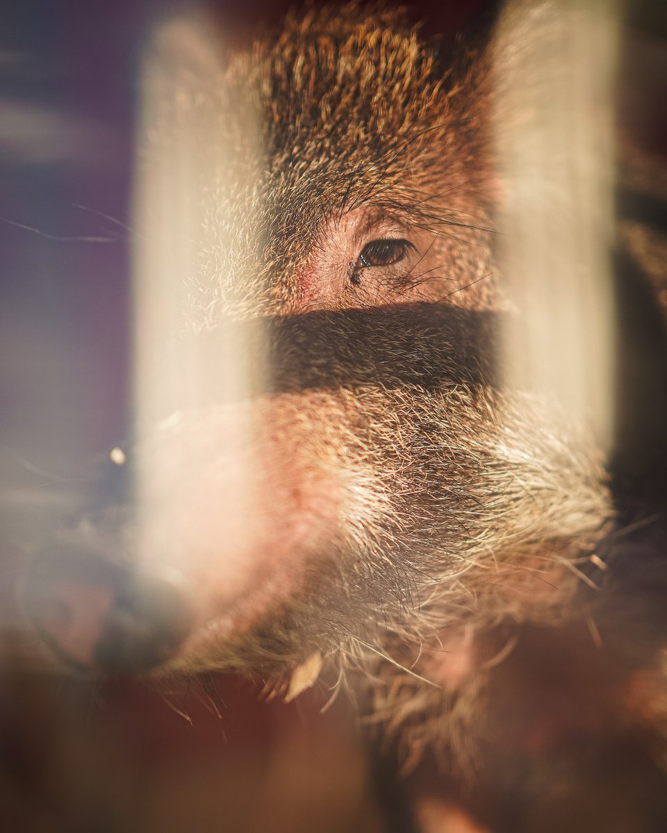 ArkRazorbacks's tweet photo. First gameday for Tusk VII 🫶🐗 https://t.co/G6bG1eEC7B
