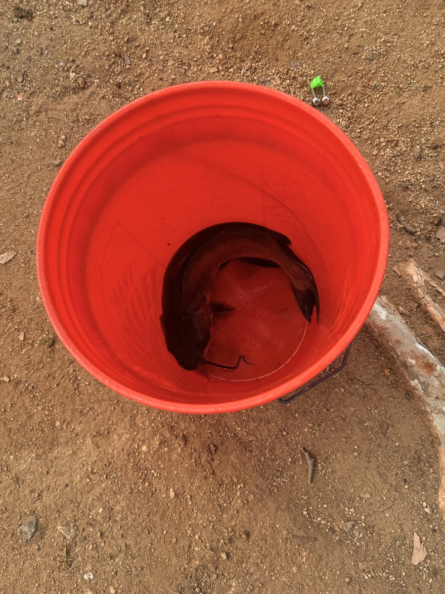boycommma's tweet photo. caught two fish. heres one :) https://t.co/wFkSkX5gpq