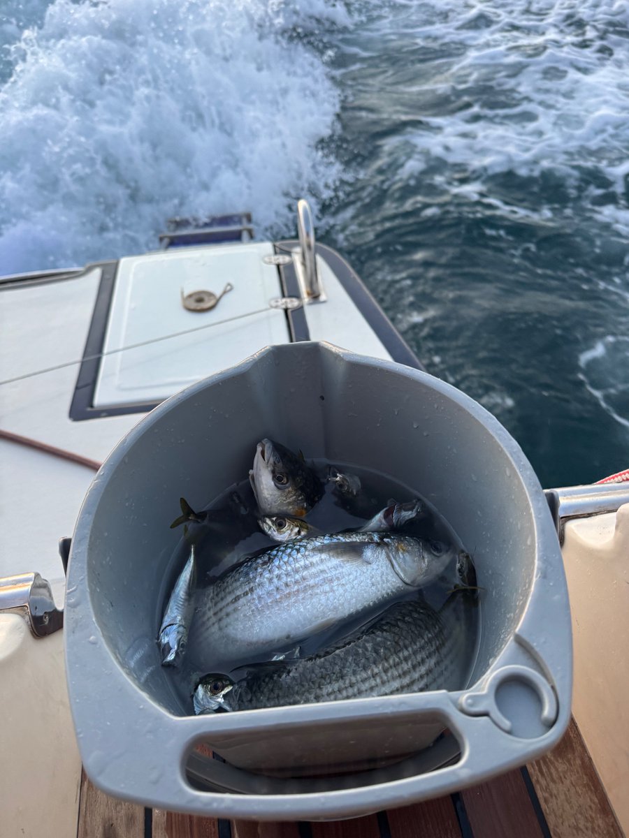 polatmak's tweet photo. Kova da dolunca huzurlu bir gün batımı 🐟🌊🤘🤘
#sunsetlover #spearfishing https://t.co/wEyBTwJsMU