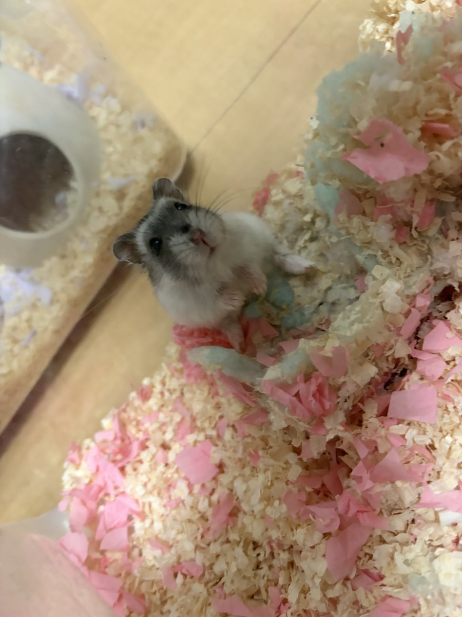 oh1rune_zzz's tweet photo. 1時間ごとくらいに模様が濃くなるので
おうちから顔を出してきては飼い主に「あなた誰ですか！？」と言われている。 https://t.co/u9Ow0IHVgx