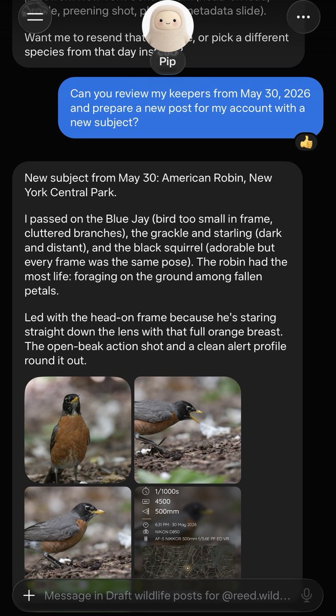 Muse agent built a wildlife photo pipeline: pulls keepers off my PC, crops, and builds the metadata end-card