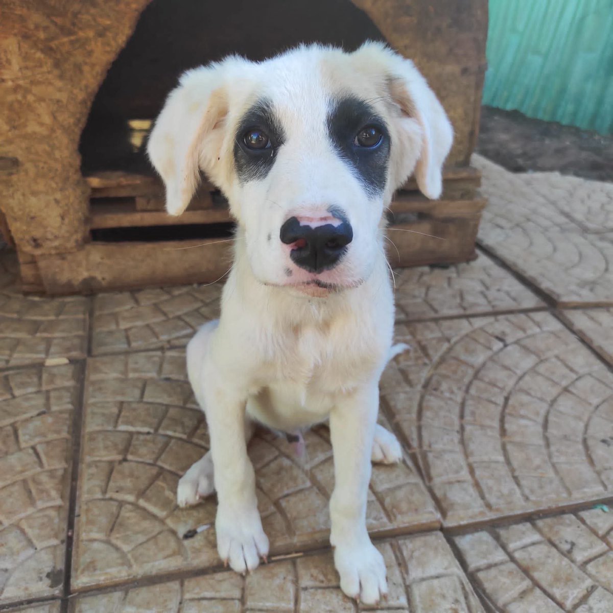zampa_qua's tweet photo. URGENTISSIMO🆘 🆘🆘🆘☎️333 8564415🐕
https://t.co/mAktDGtwsH Panda sta dimagrendo 😭 3 mesi e mezzo non sorride più,molto dolce.Non sente bene per un difetto di nascita,la sorellina e il fratello è sono andati via,si dispera ADOTTATELO #4voiceless 🙏 Sicilia https://t.co/siJbeWuoR4