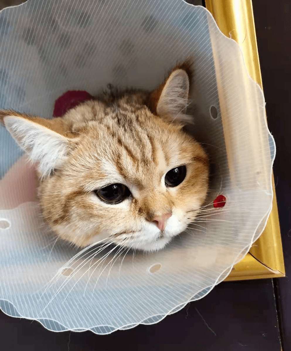 lotto373095's tweet photo. Just caught myself smiling at a random cat video on my phone—small wins hit different today https://t.co/YjOgC6iJGq