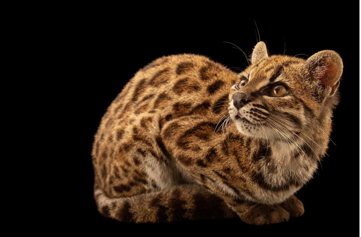 Plank_9327's tweet photo. Bought solana:91ryaCo5yGpYZM3bs6GUPs97VWJQj7RozBmqPULgpump here.
This one could be huge. He is the first new cat species officially identified for over 100 years, and is the only one in existence. A beautiful cat and narrative! 
The sanctuary where he lives @La_Senda_Verde is behind the community and pinned the CA to their socials. The token has raised $100k in one day for the sanctuary, and is starting to get A LOT of attention. Currently ranging between 1.75 and 3milllion, but can pull enormous move to the upside if momentum continues like this.