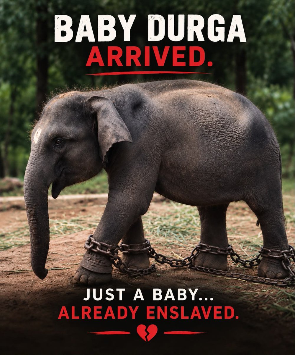 YSaghal's tweet photo. Elephant captivity separates animals from the social lives their species evolved to maintain. For young elephants, social deprivation deserves especially serious attention.
@wii_india @INCTamilNadu
#WhyTheChains #NoElephantsInTemples #StopElephantCaptivity https://t.co/l95vibcC8I