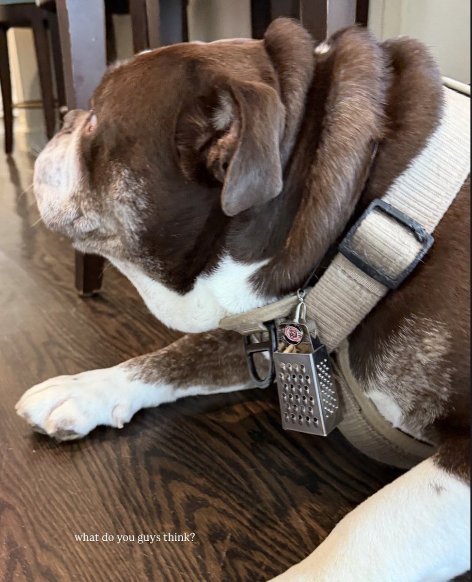 bearszn's tweet photo. Caleb Williams bought his dog Supa a cheese grater necklace 😂

Love to see it. Caleb is always embracing Chicago. 🐻⬇️

(📸: supawilliams via IG) https://t.co/EHWXgIN6b7