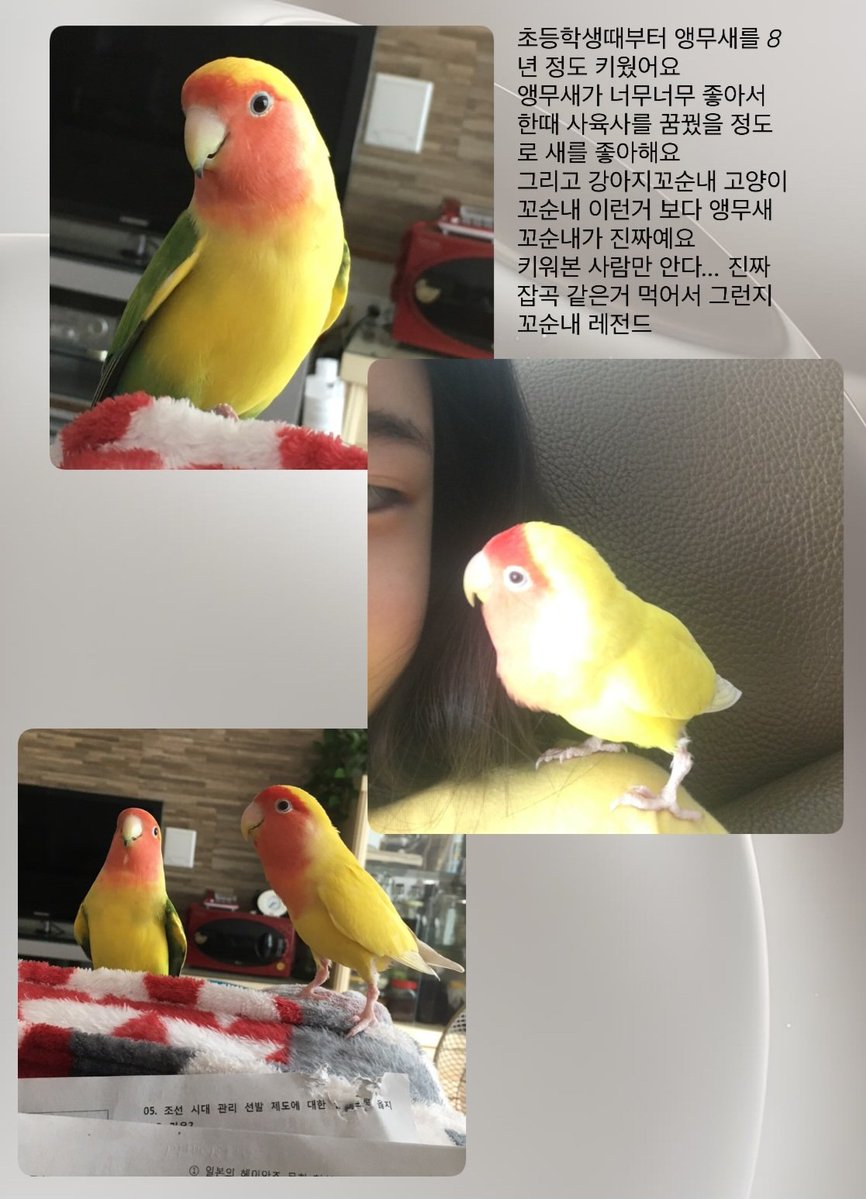 umm_smile's tweet photo. 앵무새 얘들 반질반질한거 보니까 사랑 많이 받은 티 난다 수진이가 꼬순내 기억하는거 처럼 얘들도 수진이 오래 기억할꺼야 https://t.co/NWrB9AejLt