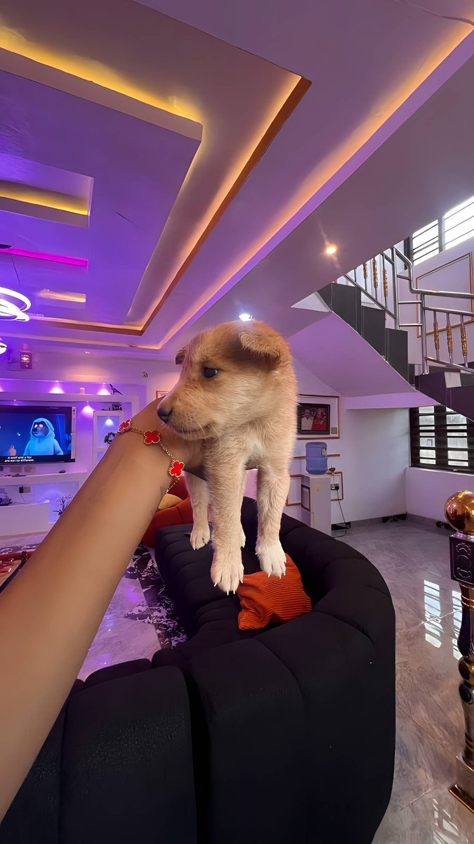 Nazasupremacy's tweet photo. The “Golden retriever” my mum got mid traffic😭😂 https://t.co/bbUFjm3mPy