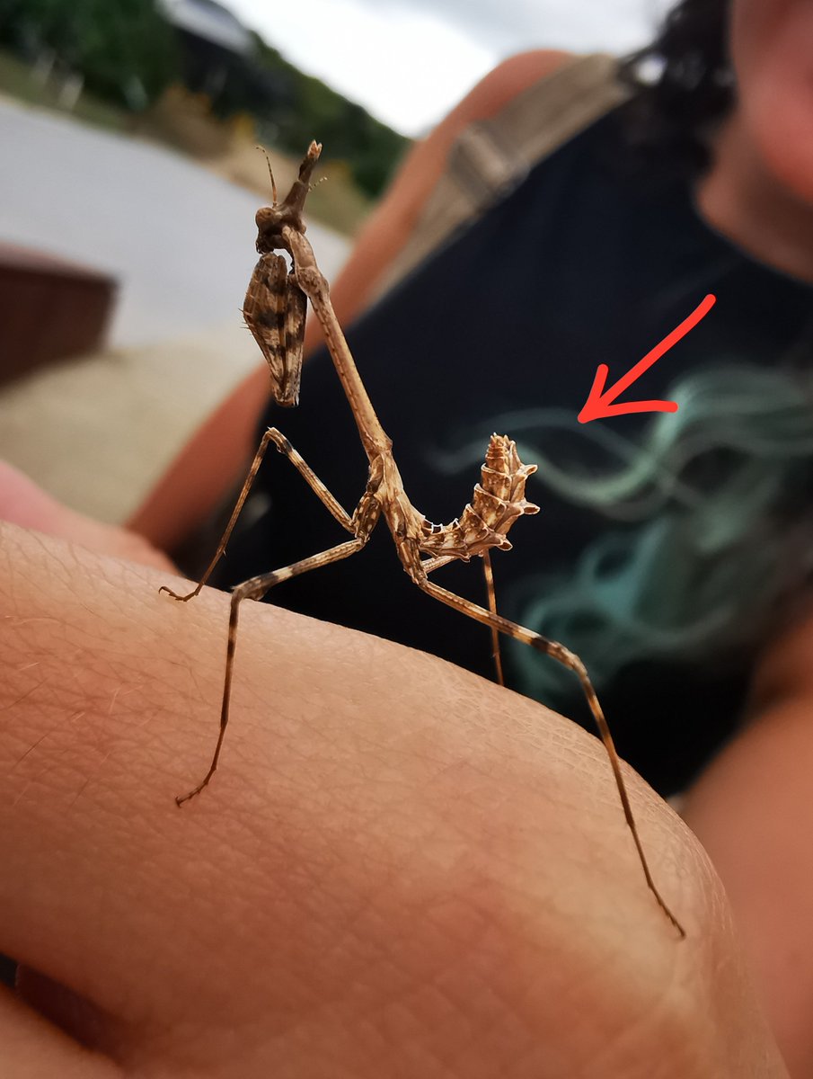 EntomoDaily's tweet photo. Fixeu-vos en l'abdomen: el té recargolat cap amunt i encara no té ales que el cobreixin. Els adults presenten ales ben desenvolupades i un abdomen allargassat, i sovint tenen un color més verdós (tot i que el color varia una mica en funció de la vegetació que tinguin al voltant). https://t.co/HzBPYIXwLL